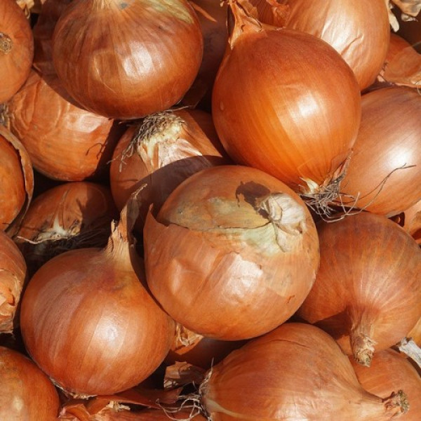 Алёнка F1 (Еленка) семена лука репчатого желтого (Cora Seeds)