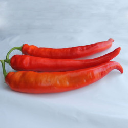 ЄС 8716 F1 насіння перцю гіркого (Ergon seeds)