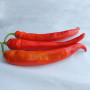ЄС 8716 F1 насіння перцю гіркого (Ergon seeds)