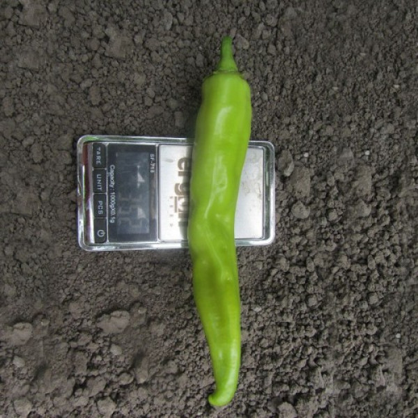 ЄС 8716 F1 насіння перцю гіркого (Ergon seeds)