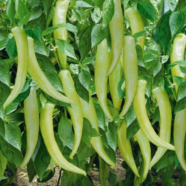 ЄС 8716 F1 насіння перцю гіркого (Ergon seeds)