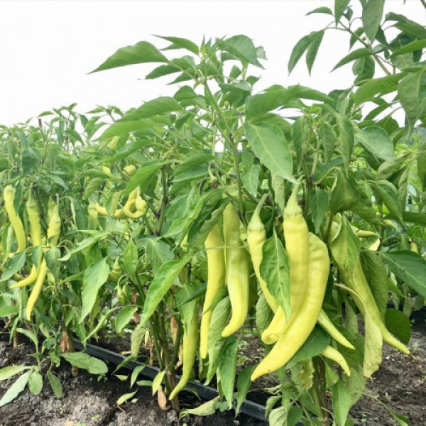 ЄС 8716 F1 насіння перцю гіркого (Ergon seeds)