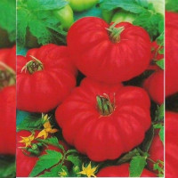 Фиорентинские семена помидора детерминантного (Hortus)