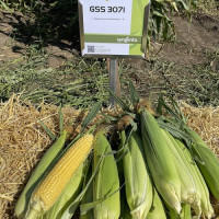 ГСС3071 F1 семена кукурузы суперсладкой Sh2 (Syngenta)