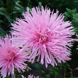 Айстра голчаста рожева (Pink) насіння (Moravoseed)