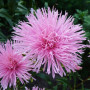 Айстра голчаста рожева (Pink) насіння (Moravoseed)