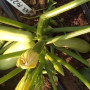 Регги F1 (INX 1424 F1) семена кабачка (Innova Seeds)