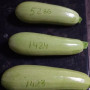 Регги F1 (INX 1424 F1) семена кабачка (Innova Seeds)