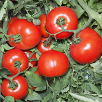 Хайд F1 (KS 835) F1 семена помидора детерминантного (Kitano Seeds)