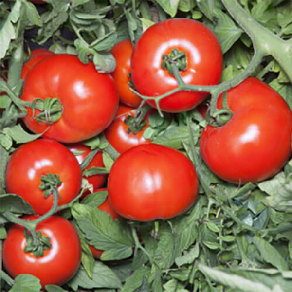 Хайд F1 (KS 835) F1 насіння помідора детермінантного (Kitano Seeds)