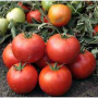 Хайд F1 (KS 835) F1 насіння помідора детермінантного (Kitano Seeds)