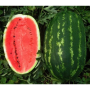 Карнаката F1 (Карнак F1) семян арбуза среднего (United Genetics)