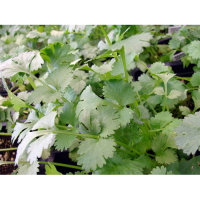 Мароканский семена кориандра (кинзы) (Hortus)
