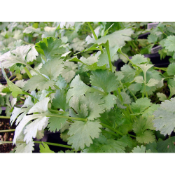 Мароканський насіння коріандру (кінзи) (Hortus)