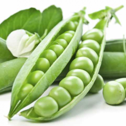 Прелоды семян гороха (Syngenta)