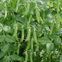Прелоды семян гороха (Syngenta)