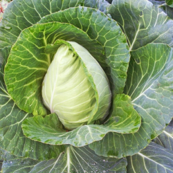 Серце великого бика насіння капусти конічної (GL Seeds)