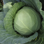 Сунта F1 насіння капусти білоголової (Takii Seeds)