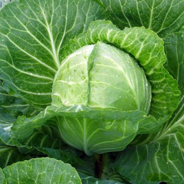 Сунта F1 насіння капусти білоголової (Takii Seeds)