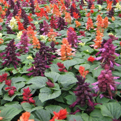 Кампай Mix насіння сальвії блискучої 15-25см (Kitano Seeds)