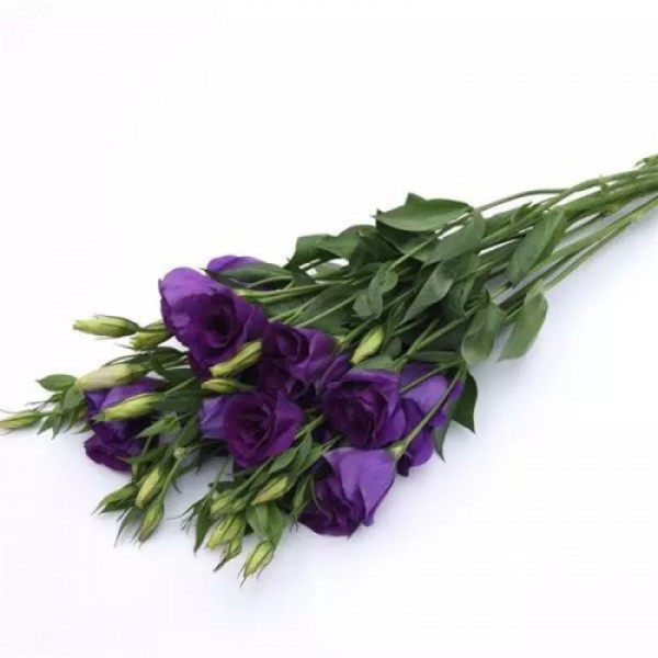 Кан Кан F1 (Can Can F1) purple насіння еустоми на зріз махр. (Pan American)