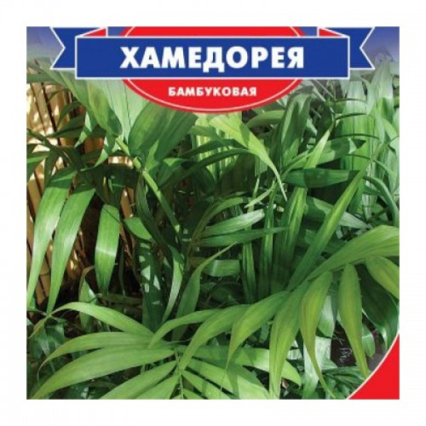 Хамедорея насіння пальми (GL Seeds)