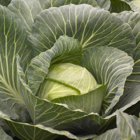 Кіласіс F1 насіння капусти б/г середньої 75-80 дн. 1,5-3 кг окр. (Syngenta)