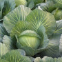 Кіласіс F1 насіння капусти б/г середньої 75-80 дн. 1,5-3 кг окр. (Syngenta)