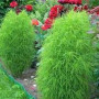 Кохія кипарисовидна насіння (Moravoseed)