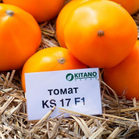 Нуксі (КС 17, KS 17) F1 насіння томату дет. середньопізнього 115-125 дн. окр. жовтого 220-250г (Kitano Seeds)