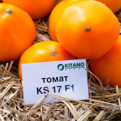 Нуксі (КС 17, KS 17) F1 насіння томату дет. середньопізнього 115-125 дн. окр. жовтого 220-250г (Kitano Seeds)