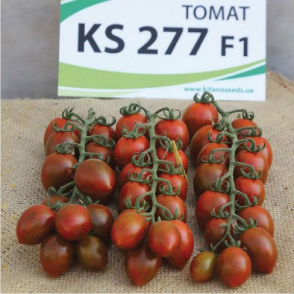 КС 277 F1 (KS 277 F1) насіння помідора індетермінантного коктельного (Kitano Seeds)