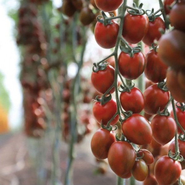 КС 277 F1 (KS 277 F1) насіння помідора індетермінантного коктельного (Kitano Seeds)