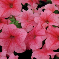 Мамбо F1 червона з прожилками (red veined) насіння петунії мультифлора (Hem Genetics)