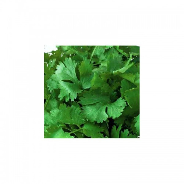 Мароканський насіння коріандру (кінзи) (Hortus)
