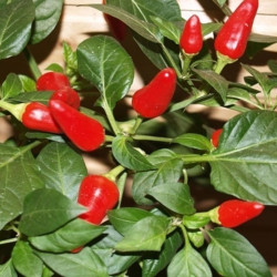 Вогник насіння перцю гіркого (GL Seeds)
