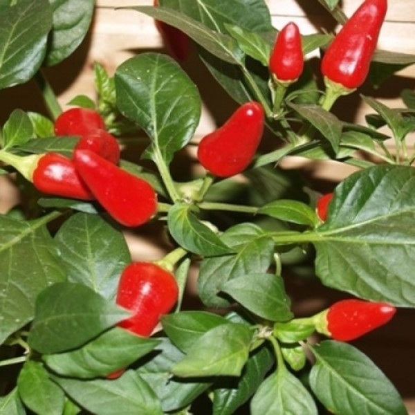 Огонек семян горького перца (GL Seeds)
