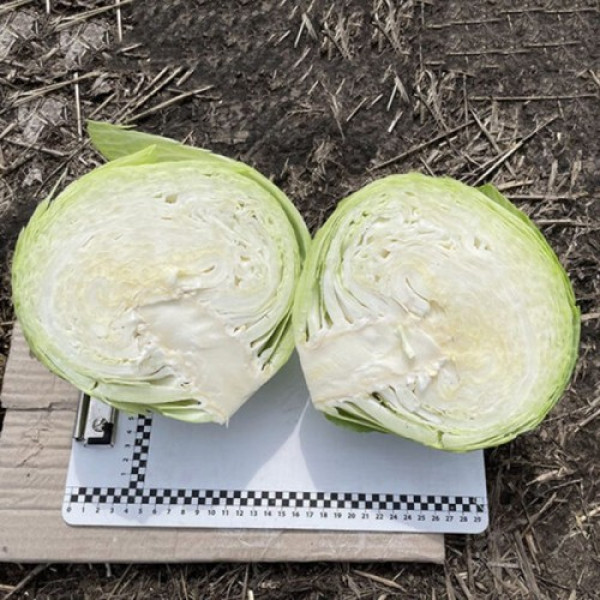 Орегон F1 насіння капусти білоголової (Lark Seeds)