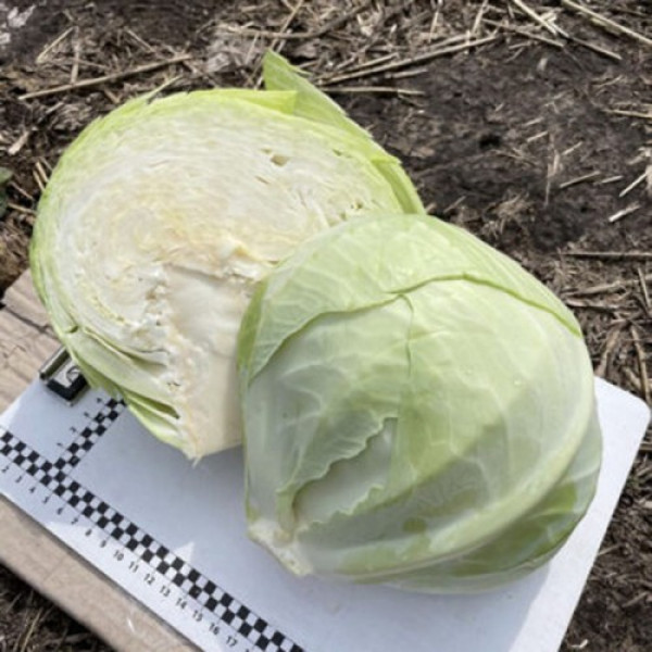 Орегон F1 насіння капусти білоголової (Lark Seeds)