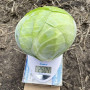 Орегон F1 насіння капусти білоголової (Lark Seeds)
