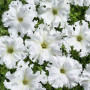 Афродіта F1 біла (white) насіння петунії великоквіткової (Cerny)