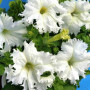 Афродіта F1 біла (white) насіння петунії великоквіткової (Cerny)