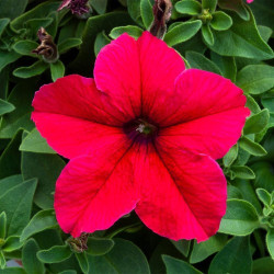 Прісм Діп Роуз F1 (Deep Rose) насіння петунії грандіфлора дражоване (Floranova)