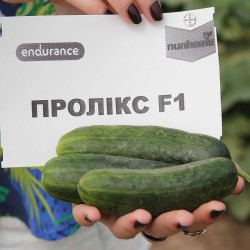 Пролікс F1 насіння огірка корнішона партенокарп. раннього 40-42 дн. 10-12 см (Nunhems)