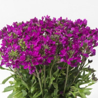 Роуз Делайт (delight rose) темно-розовый семена арабиса (Syngenta)