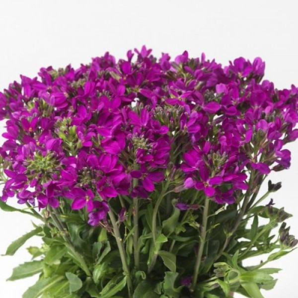 Роуз Делайт (delight rose) темно-рожевий насіння арабіса (Syngenta)