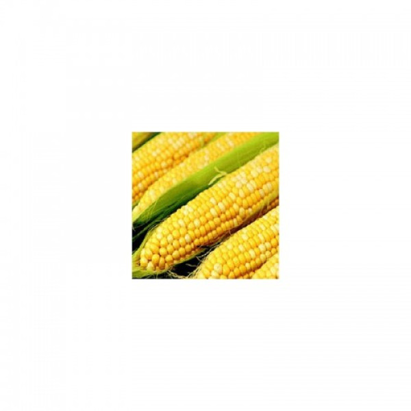 Самміт F1 насіння кукурудзи суперсолодкої Sh2 біколор (Dorsing Seeds)