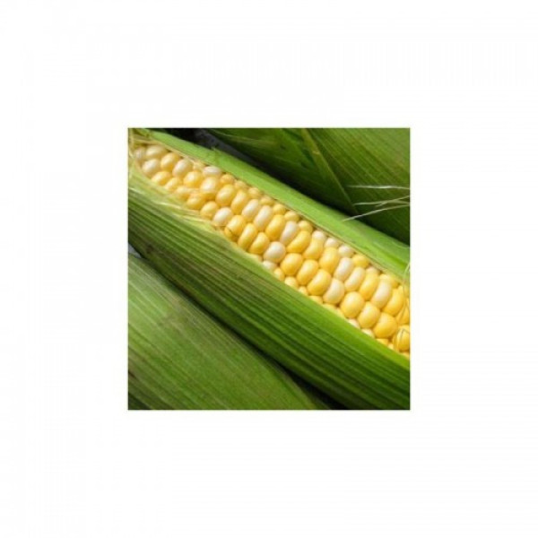 Самміт F1 насіння кукурудзи суперсолодкої Sh2 біколор (Dorsing Seeds)