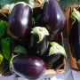 Сара F1 (Sara F1) семян баклажана раннего (Cora Seeds)