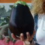 Сара F1 (Sara F1) семян баклажана раннего (Cora Seeds)